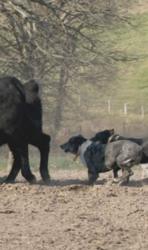 Two dogs chasing cows.